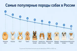 Какую породу собак выбрать? 10 советов, как найти друга по характеру и стилю жизни