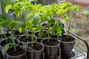 Как получить из одного гибридного томата 40 кустов рассады