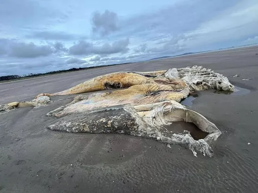 Морское чудовище на берегу