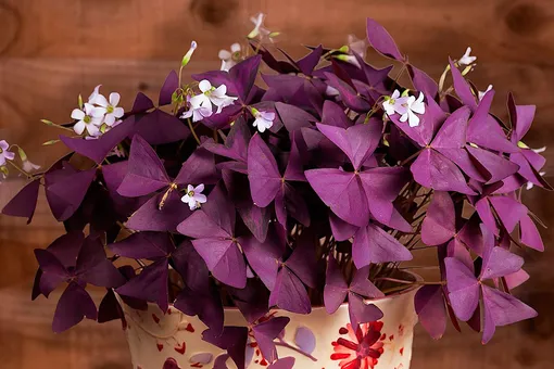 Почему стоит выращивать оксалис (кислицу) дома: 5 интересных фактов Почему стоит выращивать оксалис (кислицу) дома: 5 интересных фактов