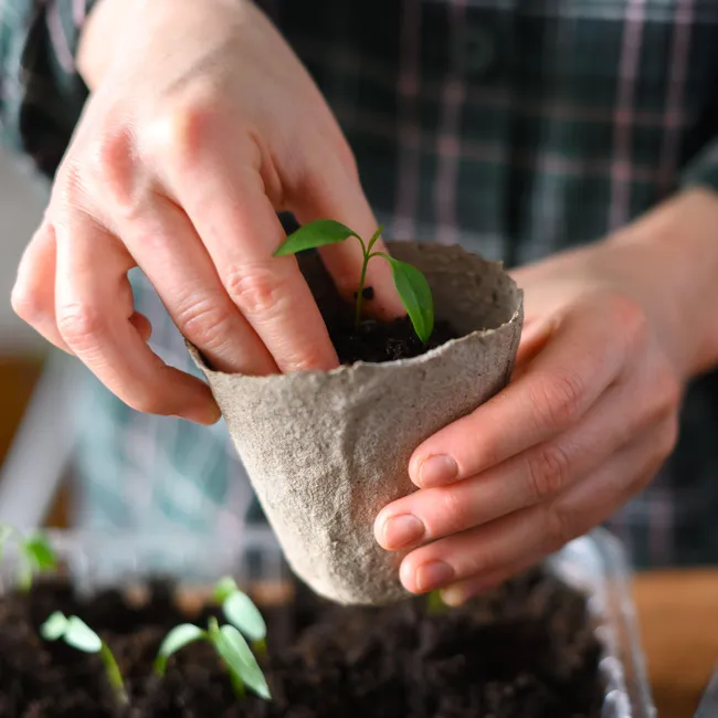 «Бужу семена кипятком»: опытная дачница рассказала, как начинает посевной сезон
