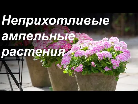 Нажми и смотри