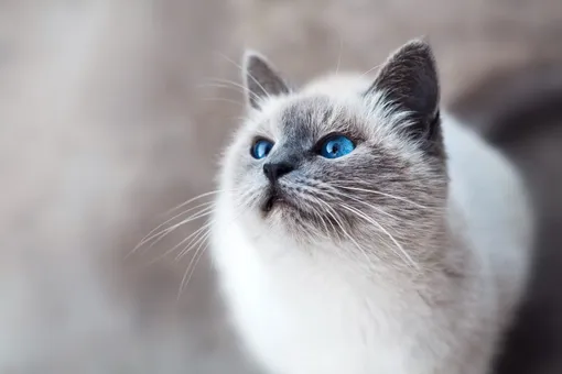 Мальт-пасты укрепляют здоровье кошек Мальт-пасты укрепляют здоровье кошек