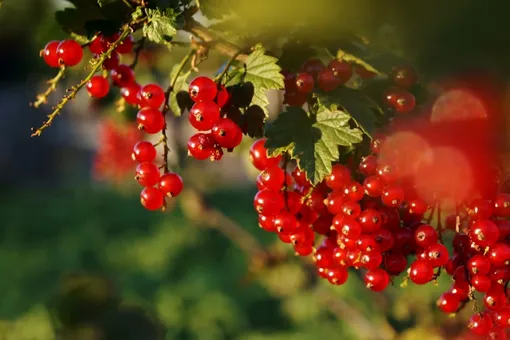 Приметы на 4 августа: как не отдать свою удачу и счастье другому Приметы на 4 августа: как не отдать свою удачу и счастье другому