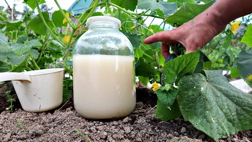 Дрожжи и мучнистая роса Дрожжи и мучнистая роса