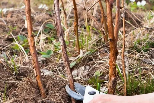 Обрезка ремонтантной малины Обрезка ремонтантной малины