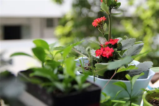 Размножение каланхоэ Блоссфельда