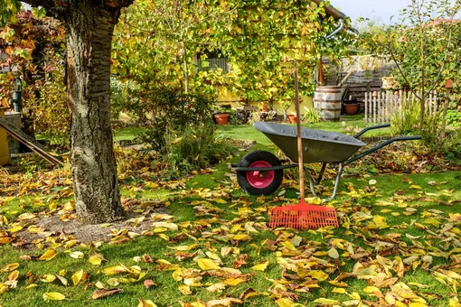 Опавшую листву под кустами и деревьями