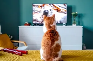 Самый лучший сюжет: кот не умолкает, пока хозяйка не включит его любимый мультик