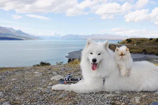 Теплый нос – это ок! 16 фактов о собаках, которые стали известны совсем недавно