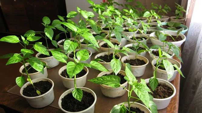 Нажми и смотри