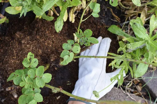 Весенняя подкормка роз для пышного цветения компостом и биогумусом