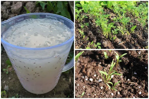 Как равномерно посеять семена моркови с помощью геля Как равномерно посеять семена моркови с помощью геля