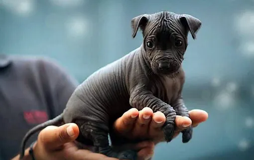 Щенок ксолоитцкуинтли Верные друзья: 5 художников и их собаки-музы / Щенок ксолоитцкуинтли