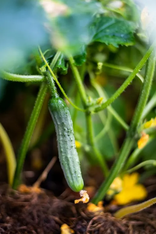 Огурцы любят влагу, но есть нюансы Огурцы любят влагу, но есть нюансы