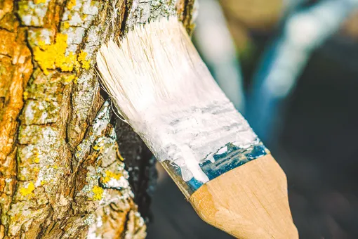 Зачем белят деревья в саду осенью: попробуйте найти ответ (тест) Зачем белят деревья в саду осенью: попробуйте найти ответ (тест)