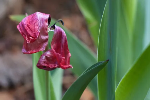 тюльпаны после цветения