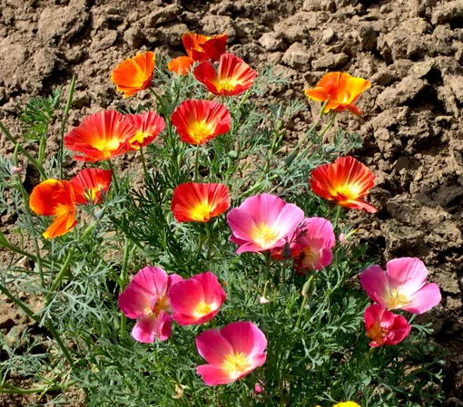 Эшшольция калифорнийская Эшшольция калифорнийская