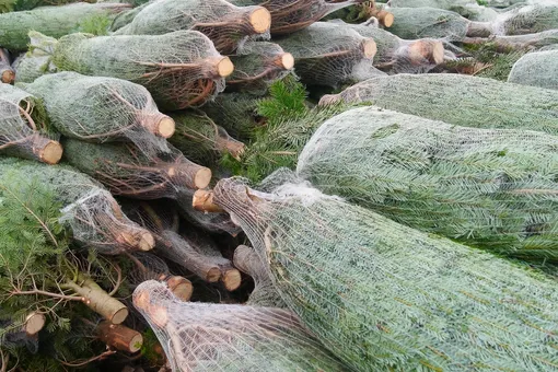 Когда начнут продавать живые ёлки в Москве и куда их девать после Нового года? Когда начнут продавать живые ёлки в Москве и куда их девать после Нового года?