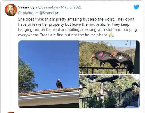 кондоры атакуют пожилую учительницу