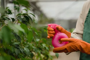 Как правильно готовить бордоскую смесь: пошаговая инструкция