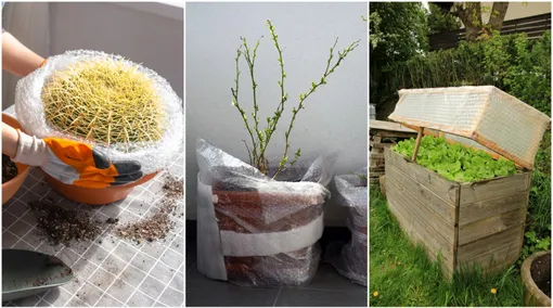 Когда пузырчатая плёнка может пригодиться в саду