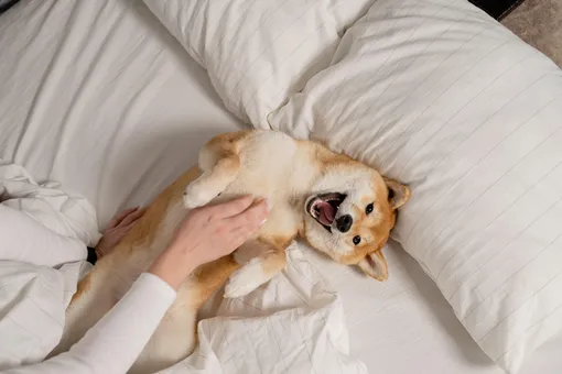 Язык любви вашей собаки: как она проявляет чувства и как понять, что вы ей нравитесь Язык любви вашей собаки: как она проявляет чувства и как понять, что вы ей нравитесь