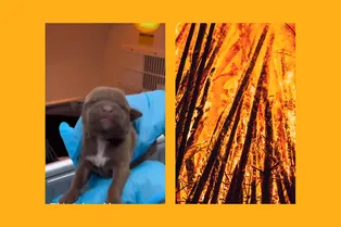 Ещё глаза не открыл: новорождённый щенок выжил в лесном пожаре в Калифорнии