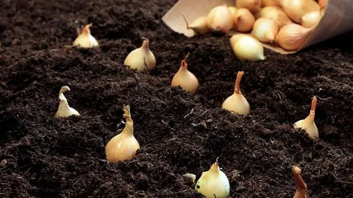 Посадите озимый чеснок и лук-севок