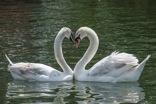 Тёплые домики, вкусняшки и никакого льда: где зимуют лебеди с городских прудов Тёплые домики, вкусняшки и никакого льда: где зимуют лебеди с городских прудов