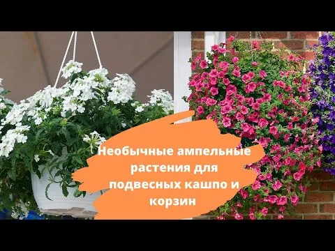 Нажми и смотри