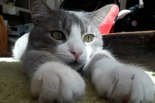 Кот Сережа хочет домой