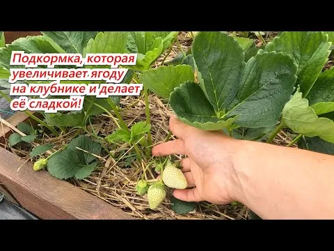 Нажми и смотри