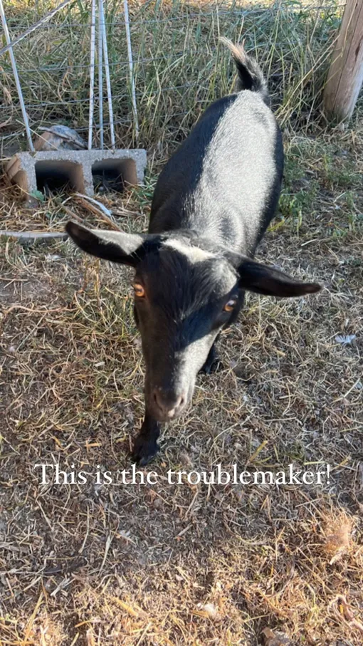 Одна из козочек с фермы Губбы Одна из козочек с фермы Губбы