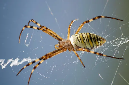 Аргиопв Брюнниха