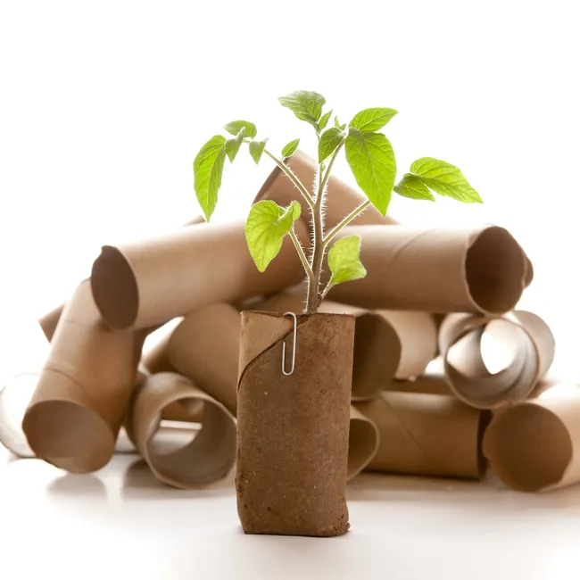 Стаканчики для рассады из втулок от туалетной бумаги: необычный лайфхак для практичных огородников