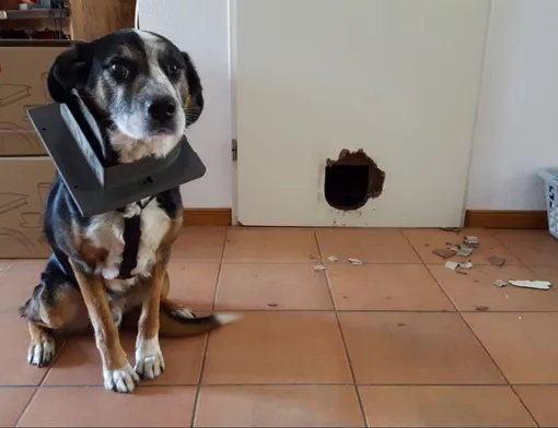 собака считает себя кошкой собака считает себя кошкой