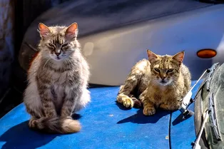 Кот сокрушил автомобиль, а ущерб покрыл необычным способом