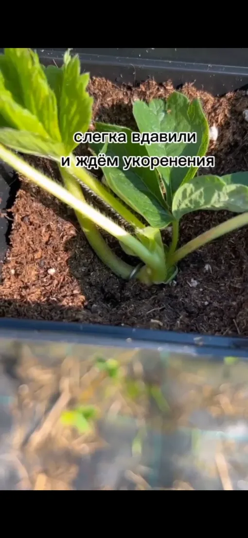 как укоренить клубнику