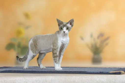 девон рекс девон рекс