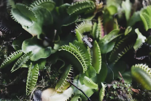 Растения, которые отпугивают мух и комаров: 12 наиболее эффективных комнатных репеллентов Растения, которые отпугивают мух и комаров: 12 наиболее эффективных комнатных репеллентов