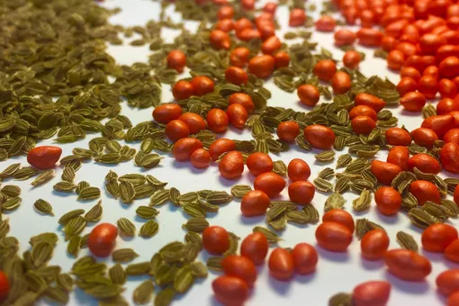 Почему опытные огородники выбирают дражированные семена: рассказываем все секреты Почему опытные огородники выбирают дражированные семена: рассказываем все секреты