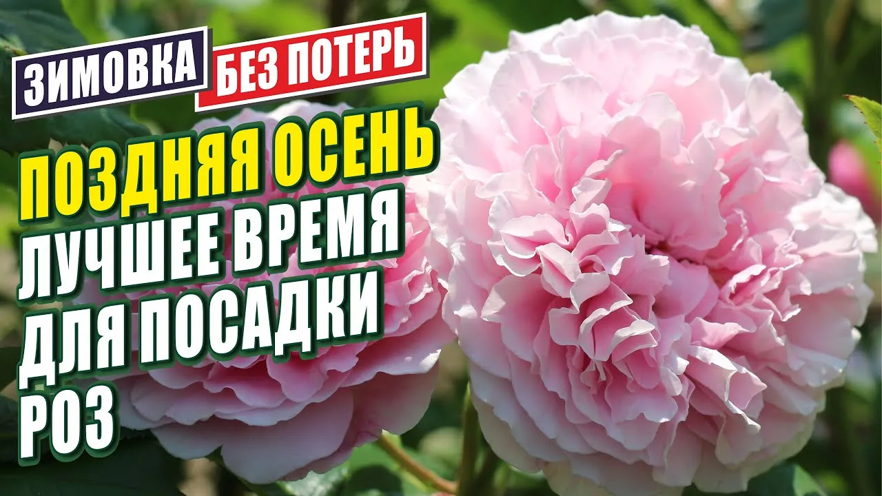 Нажми и смотри