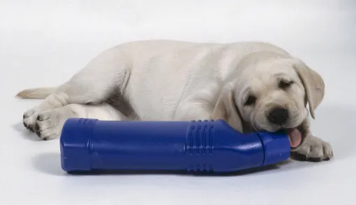 Как сделать игрушку для собаки своими руками фото