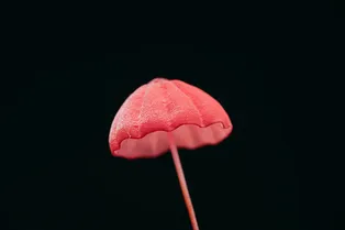 За сбор редких грибов теперь грозит штраф до 1 миллиона рублей За сбор редких грибов теперь грозит штраф до 1 миллиона рублей