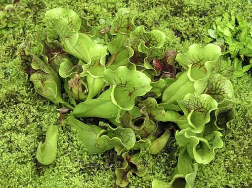 Одной из частых проблем для саррацений являются грибковые заболевания, такие как мучнистая роса и серая гниль Саррацения