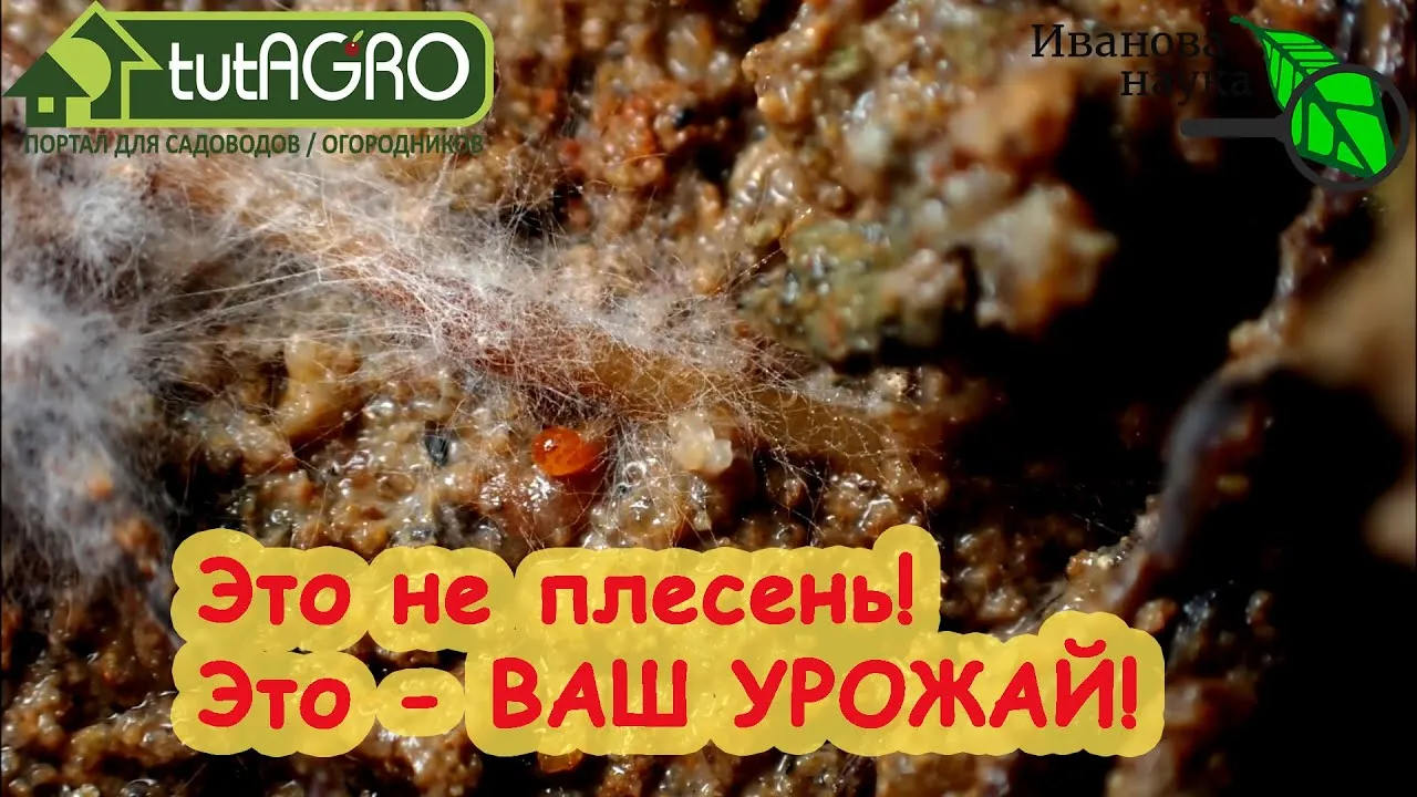 Нажми и смотри Нажми и смотри