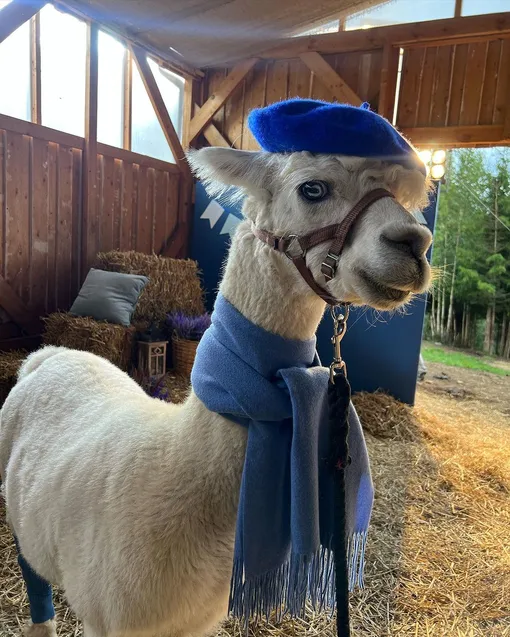 Ферма «Российские альпаки»