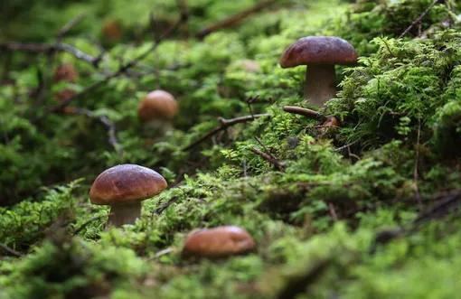 Какие грибы можно собрать в октябре 2025