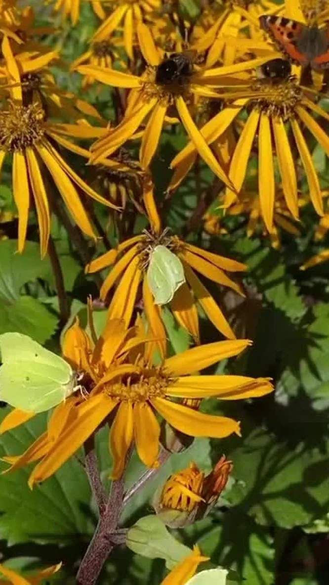 Нажми и смотри